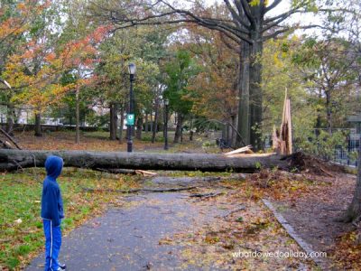 Hurricane Sandy in Prospect Park