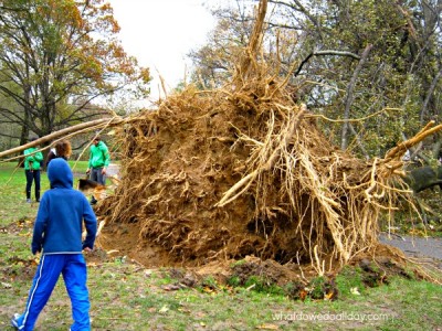 Hurricane Sandy in Prospect Park