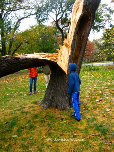 Hurricane Sandy in Prospect Park