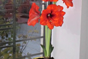 amaryllis