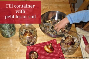 Planting Paperwhites Indoors