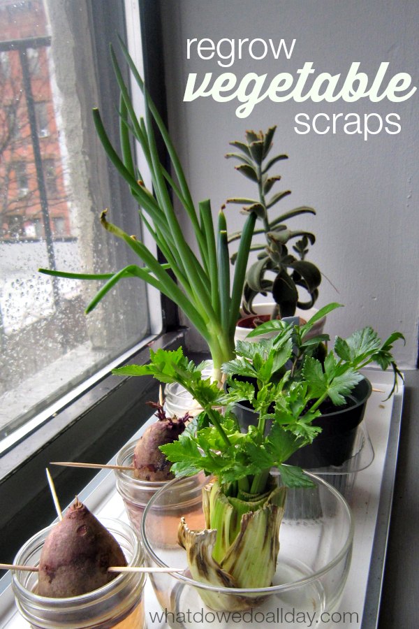 More Plant Science Regrowing Vegetables from Scraps