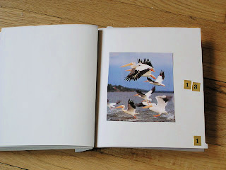 Photo of bird with multiple page numbers in collage book