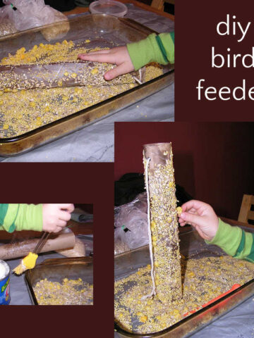 Collage of steps to make a homemade bird feeder from a paper roll and seeds