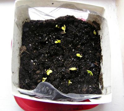 indoor root garden sprouts