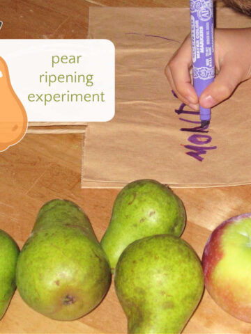 Child writing with purple pen on paper bag next to pears and apple in preparation for fruit ripening experiment