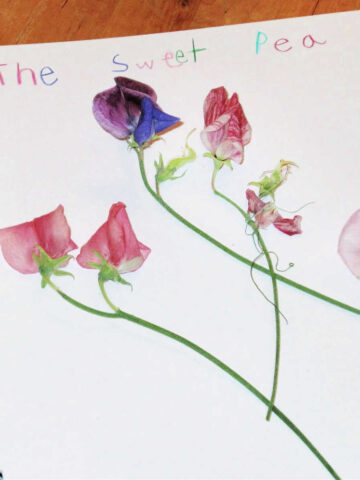 Sweet pea flowers on white nature journal page