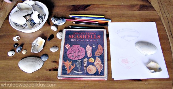 Seashell art drawing project with watercolor pencils