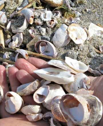 shell activities for kids to do at home - bring the beach fun home!