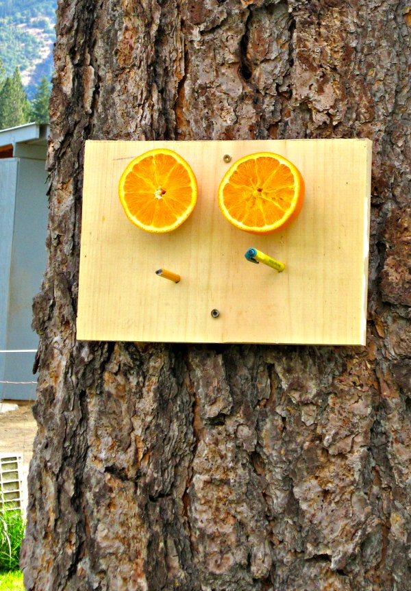 Orange half birdfeeder attached to tree trunk.