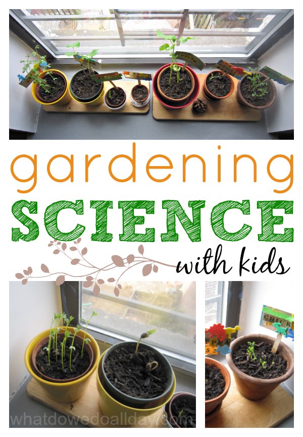 Plant science activity to do at home with kids