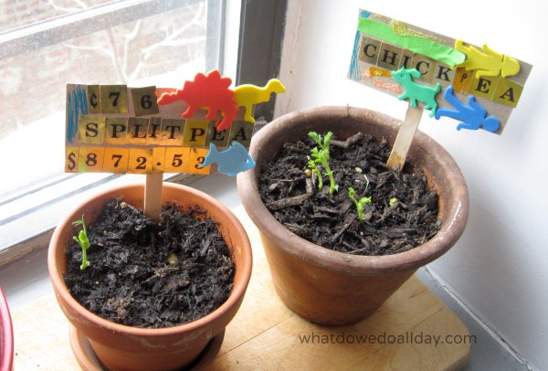 Indoor plant science with a bean garden race for kids