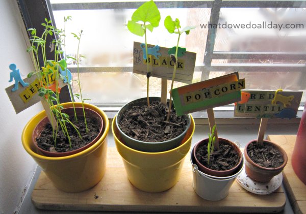 Kid made plant marker label craft for indoor garden