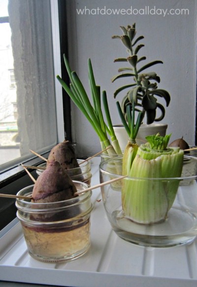 Turn garbage into food with this fun indoor gardening activity for kids
