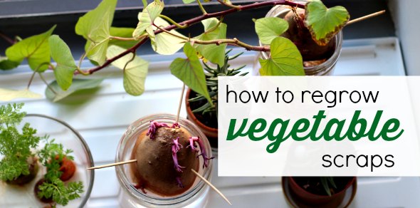 How to regrow vegetable scraps