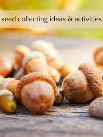 Group of acorns on ground, for seed collecting ideas and activities.