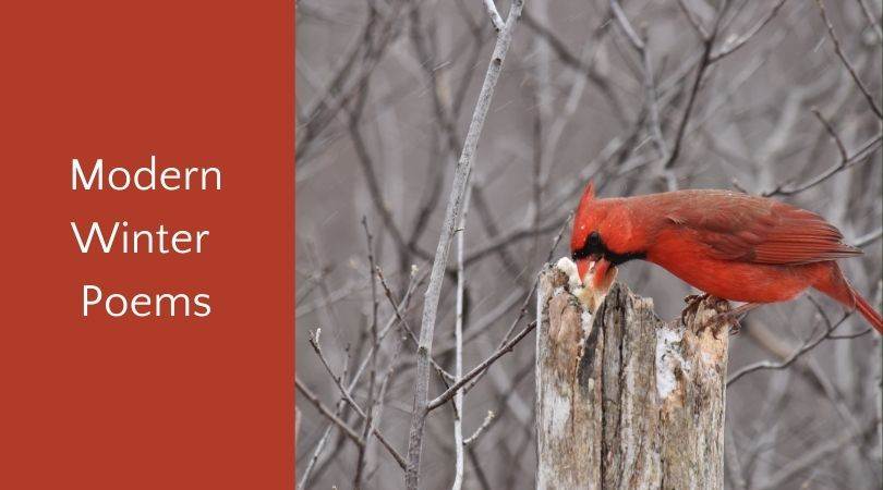 Cardinal perched on upright branch eating next to text box, "modern winter poems"