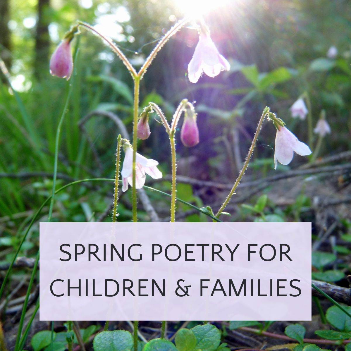 Pink spring blossoms in forest with text spring poetry for children and families