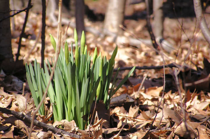 Emerging daffodil buds in woods