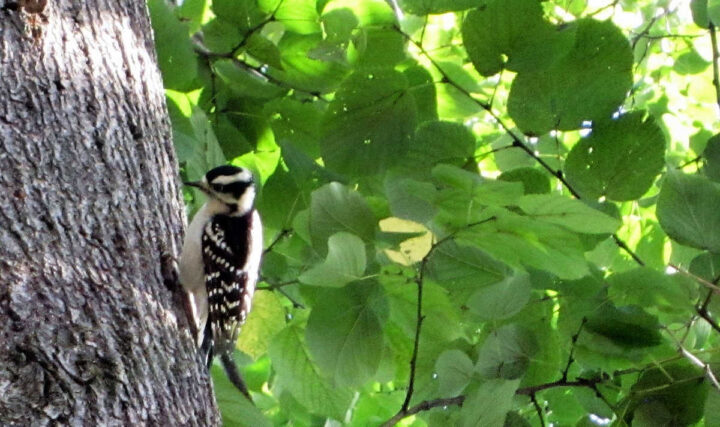 Woodpecker on leafy tree