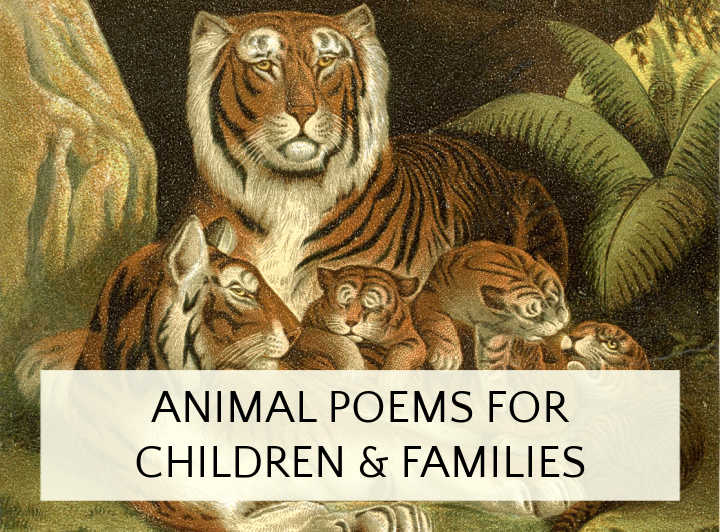 Tiger family illustration with text animal poems for children and families