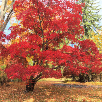 Red leaf tree in autumn