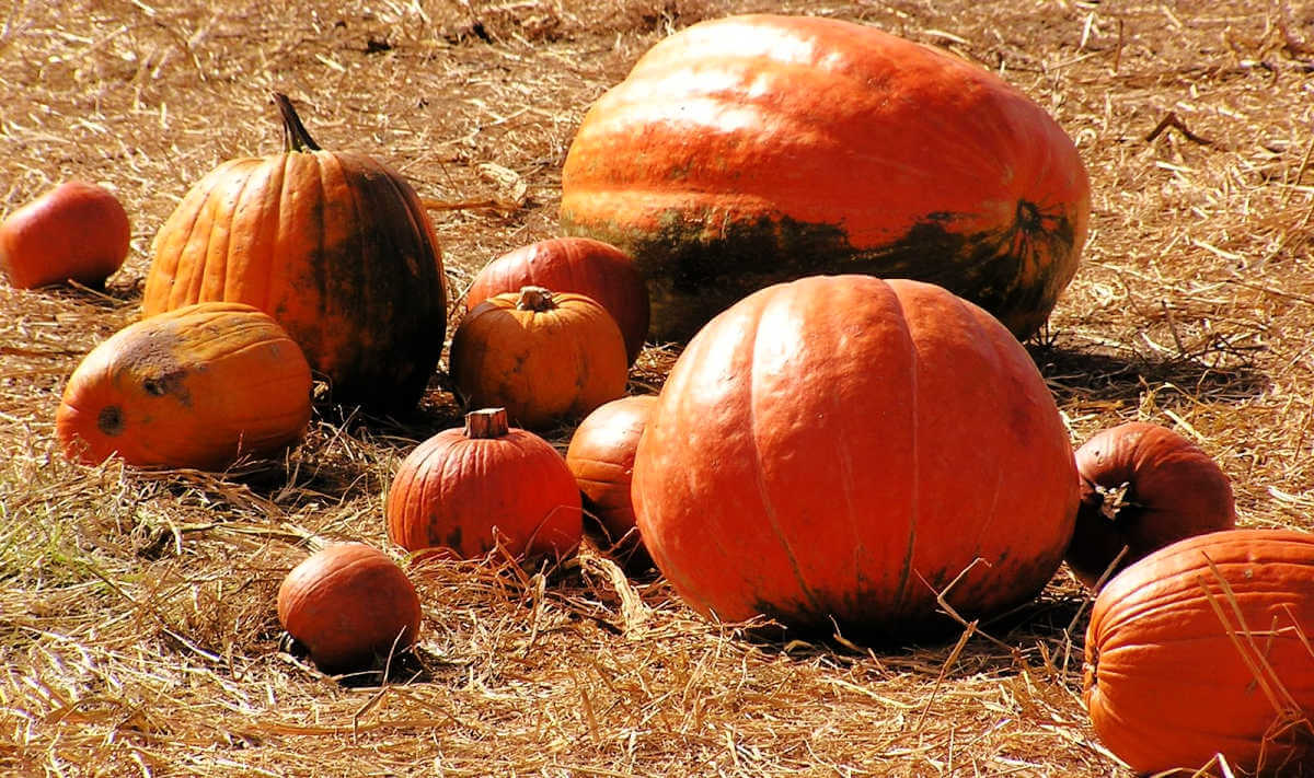 Pumpkins in a pumpkin patch