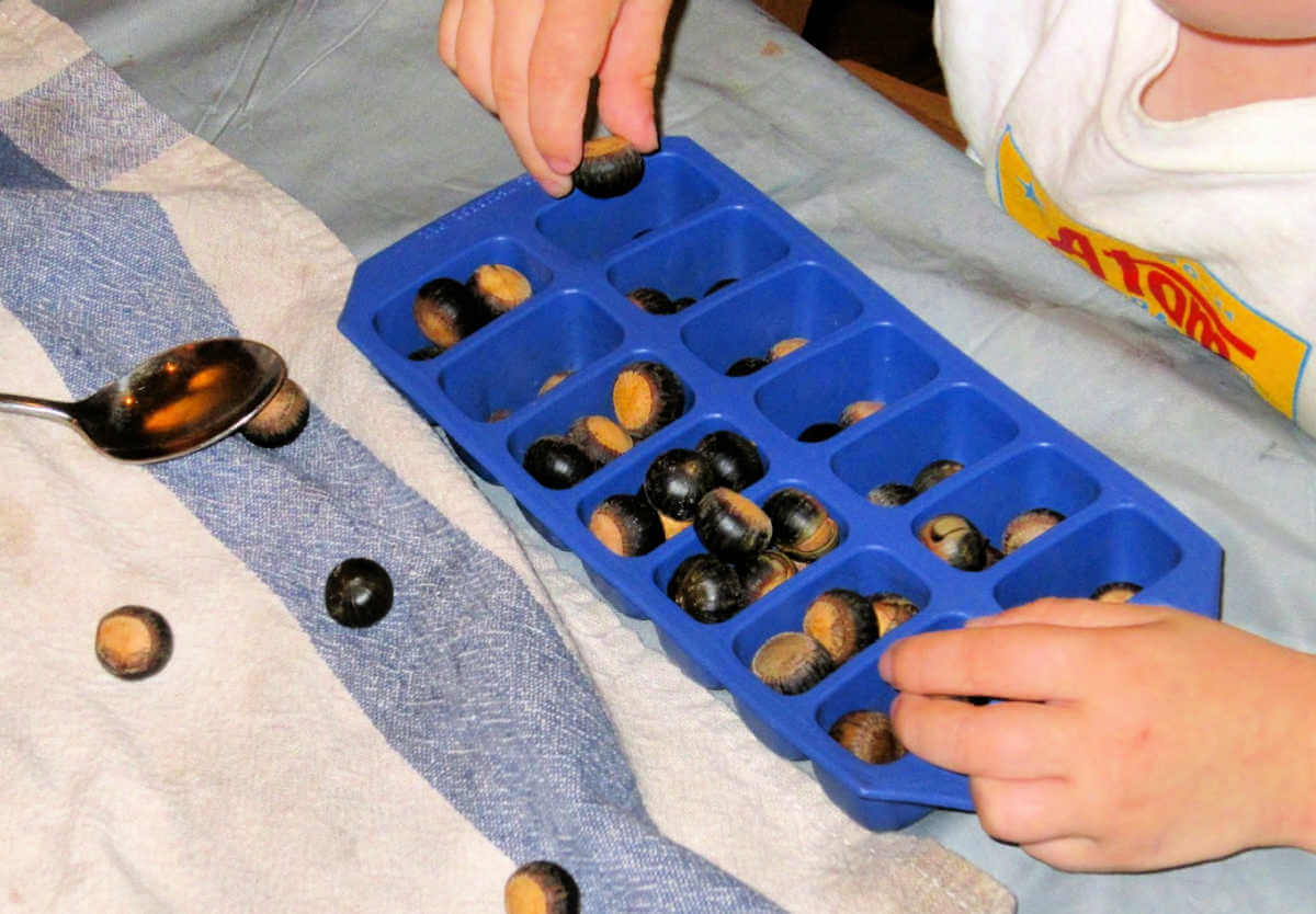 Child sorting acorns in blue ice cube tray