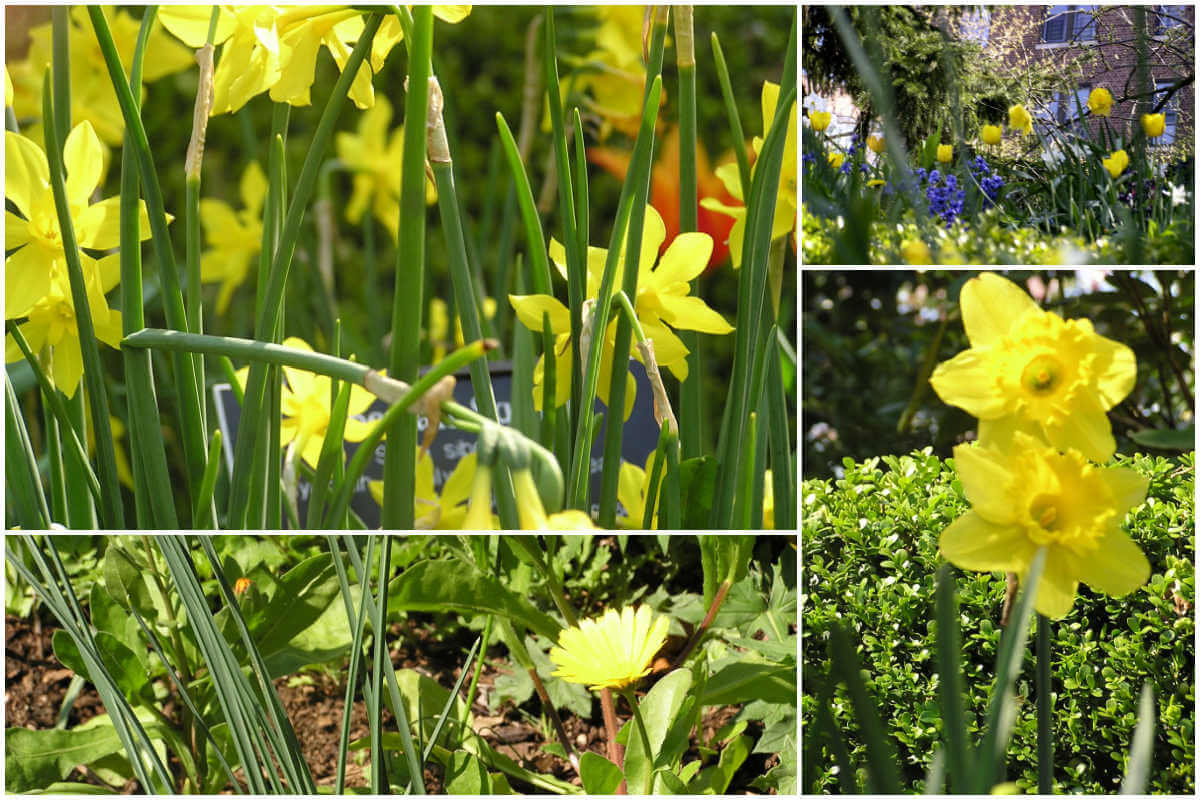 Collage of yellow flowers in nature