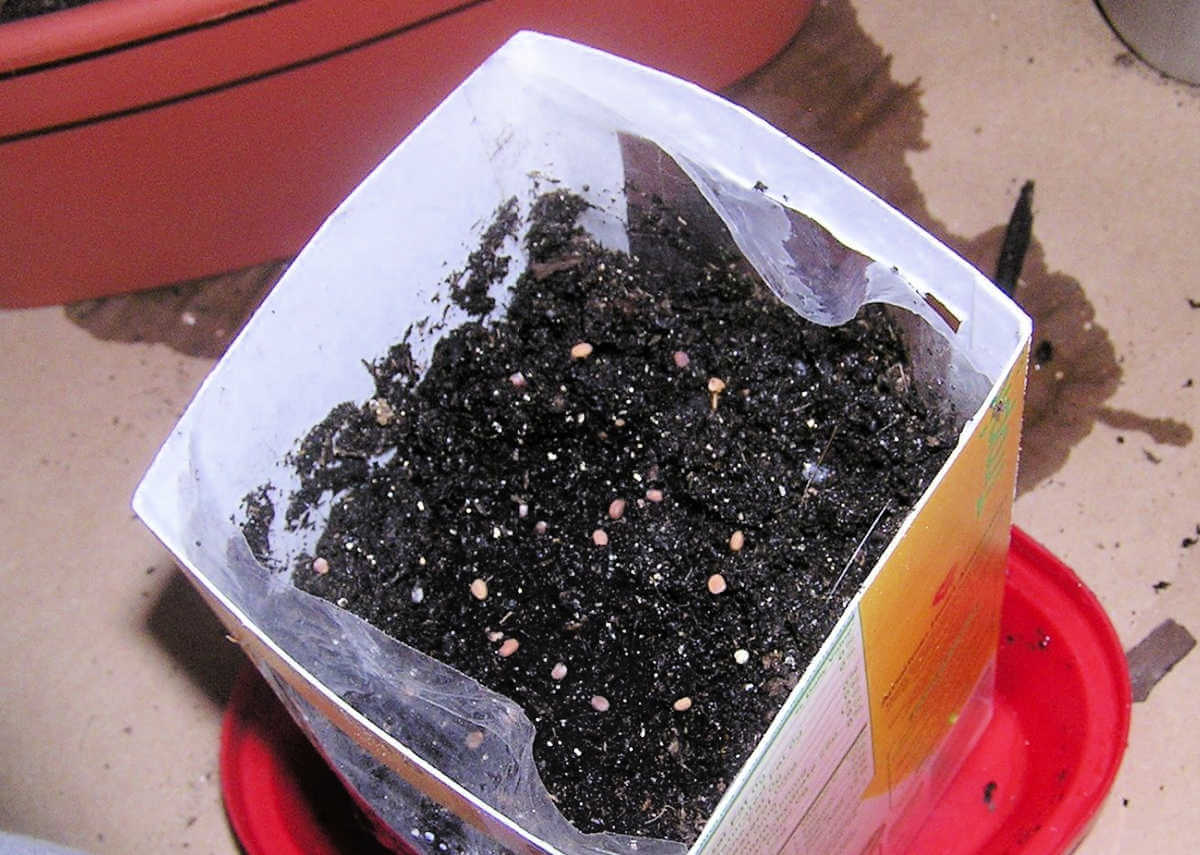 Radish seeds sitting on top of soil in carton planter
