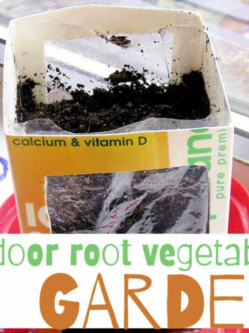 root vegetable garden planter made from OJ carton with windows cut in the sides
