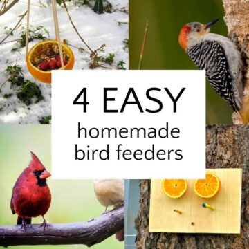 Collage of birds and bird feeders, with text overlay 4 easy homemade bird feeders.