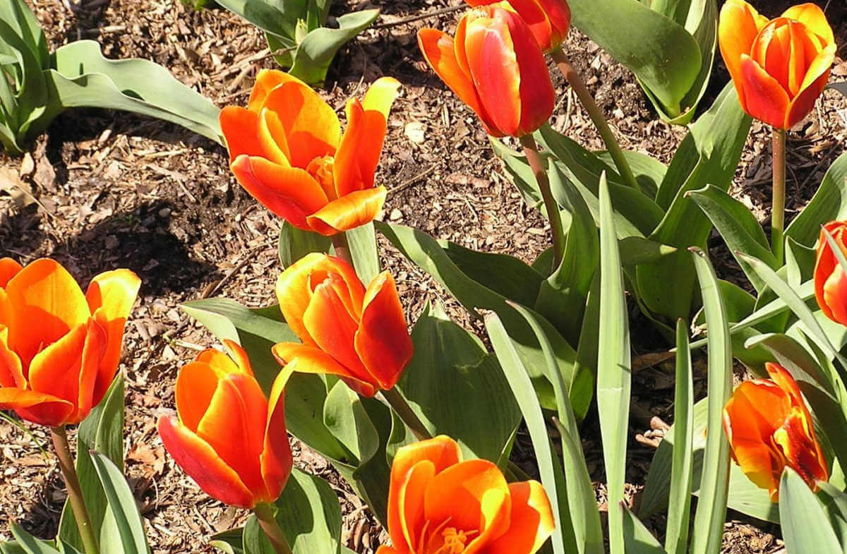 Closeup of red and orange tulips growing on bare ground.